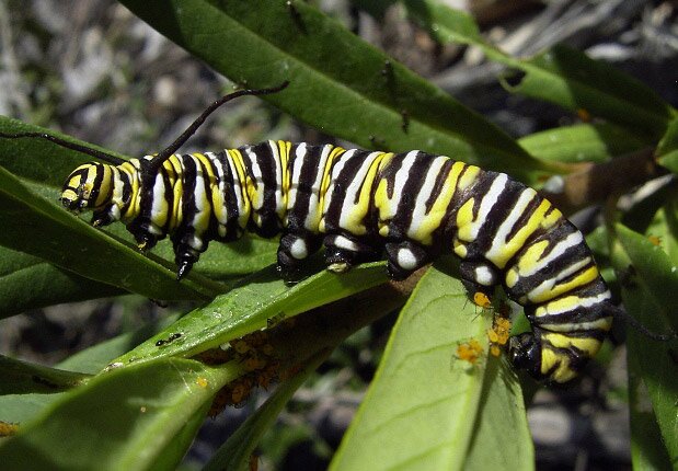 Феноменалните пеперуди Монарх - Danaus plexippus